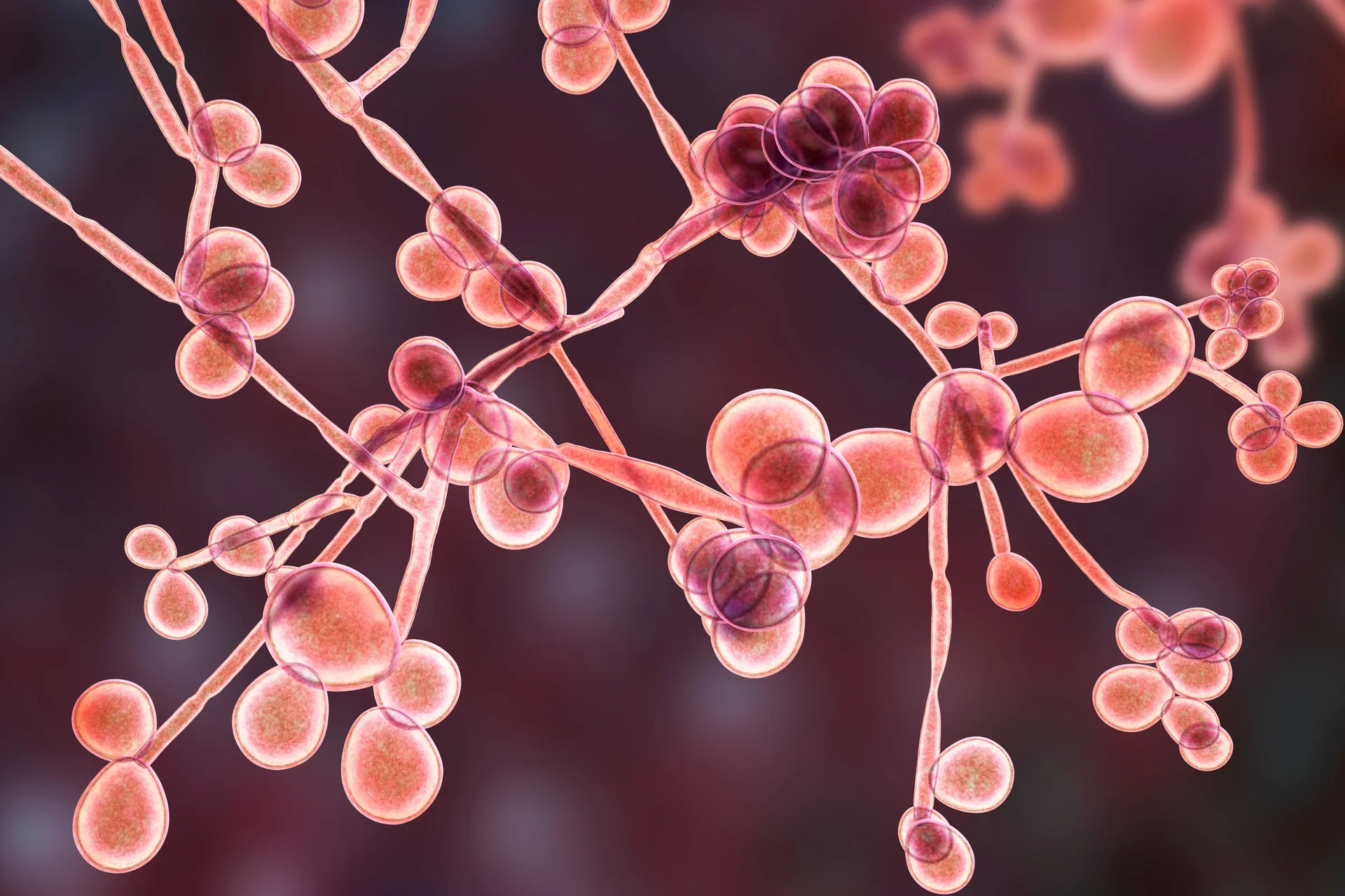 Fungal Culture & Mycology